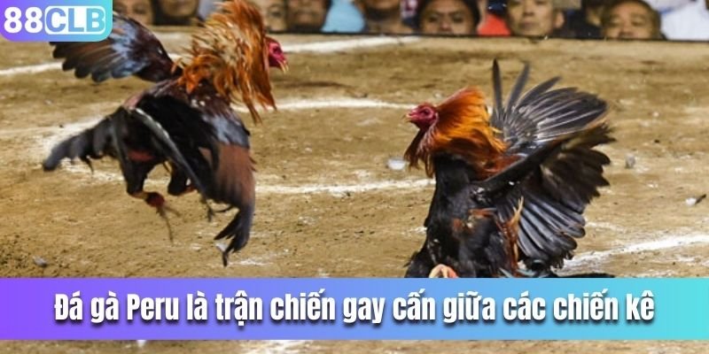 Mỗi trận đấu là một cuộc chiến gay cấn giữa các chiến kê.